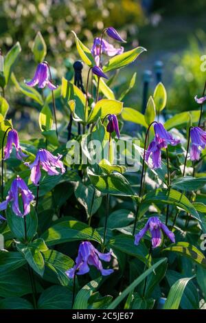 'Floris V' clematis solitaires, Helbladig klematis (Clematis integrifolia) Banque D'Images