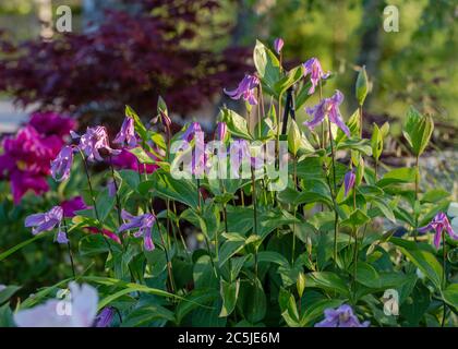 'Floris V' clematis solitaires, Helbladig klematis (Clematis integrifolia) Banque D'Images