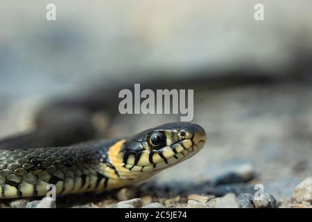 Serpent gros plan sur le sol, vue le jour du printemps Banque D'Images