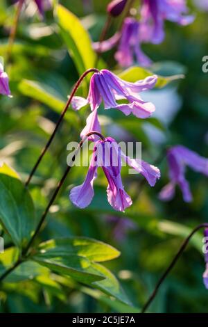 'Floris V' clematis solitaires, Helbladig klematis (Clematis integrifolia) Banque D'Images