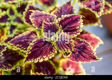 'Oxford Street' peint Nettle, Palettblad (Solenostemon scutellarioides) Banque D'Images