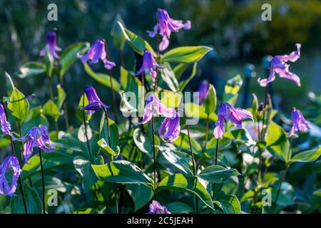 'Floris V' clematis solitaires, Helbladig klematis (Clematis integrifolia) Banque D'Images