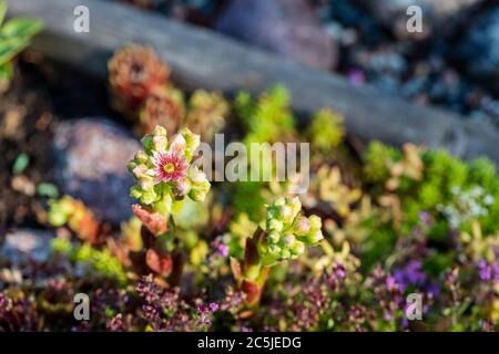 Maison commune-poireau, Taklök (Sempervivum tectorum) Banque D'Images