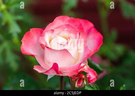 'Nostalgie' Hybrid Tea Rose, Tehybridros (Rosa) Banque D'Images