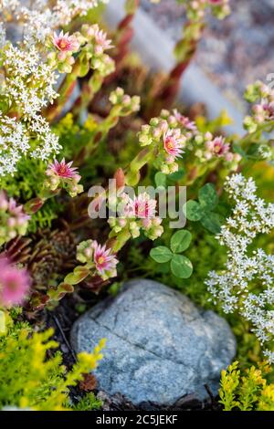 Maison commune-poireau, Taklök (Sempervivum tectorum) Banque D'Images