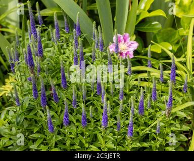 'Royal candles' Spike Speedwell, Axveronika (Veronica spicata) Banque D'Images