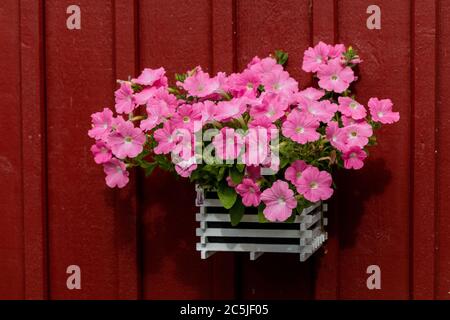 Jardin commun petunia, Petunia (Petunia hybrida) Banque D'Images