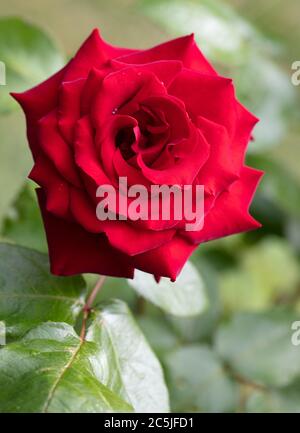 Ingrid Bergman 'hybride' Rose Thé, Tehybridros (Rosa) Banque D'Images