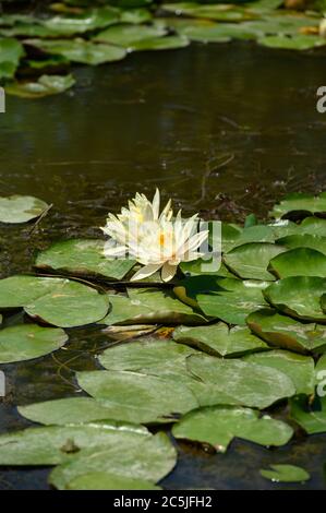 Nénuphars rouges AKA Nymphaea alba F. rosea dans un lac Banque D'Images