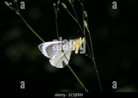 Papillon blanc à motif noir sur une fleur Banque D'Images