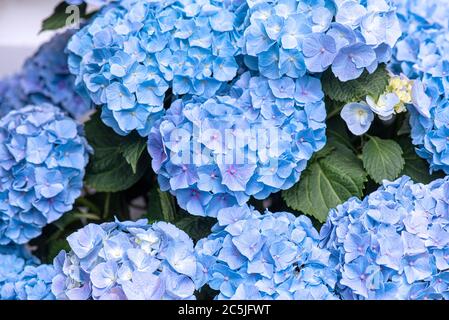 Fleurs étonnantes de Blue Hydrangea ou Hortensia, Hydrangea macrophylla gros plan Banque D'Images