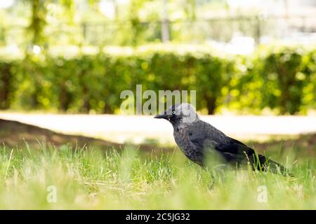 L'oiseau Jackdaw est sur le sol dans l'herbe verte Banque D'Images