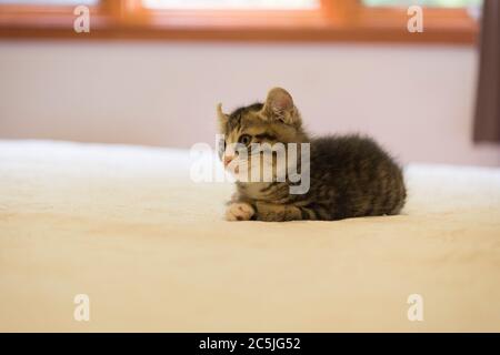 Chaton se détendant dans un lit Banque D'Images