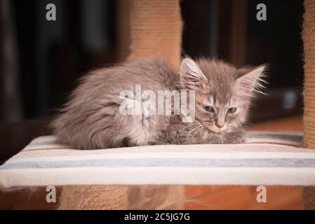 Silver Tabby Kitten se détendant sur une Tour de chat Banque D'Images