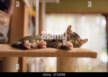 Chaton brun de Tabby dormant sur une tour de chat Banque D'Images