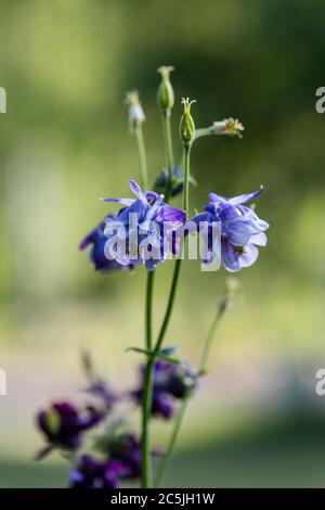 L'ancolie, européen, Akleja (Aquilegia vulgaris) Banque D'Images