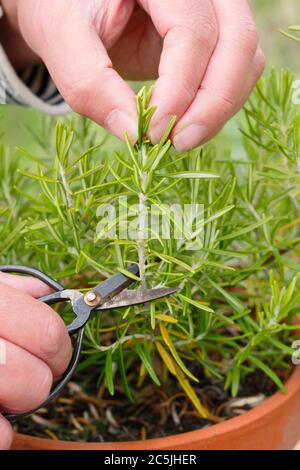 ROSMARINUS officinalis. Multiplication de plantes de romarin à partir de boutures de bois tendre. Banque D'Images