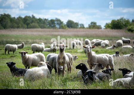 Hiddensee, Allemagne. 06e juin 2020. Les moutons se tiennent sur un pré près du village de pêcheurs de Neuendorf. Credit: Stephan Schulz/dpa-Zentralbild/ZB/dpa/Alay Live News Banque D'Images