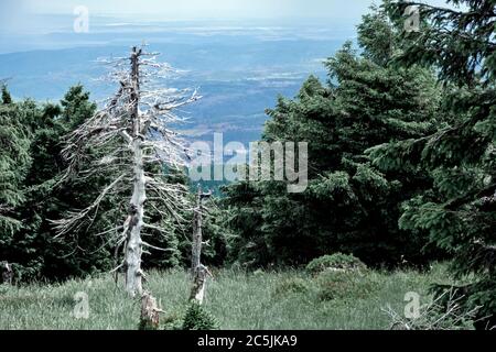 Une seule épinette blanche abîmé s'étire sur ses branches mortes au bord de la forêt de conifères de Brocken. Banque D'Images