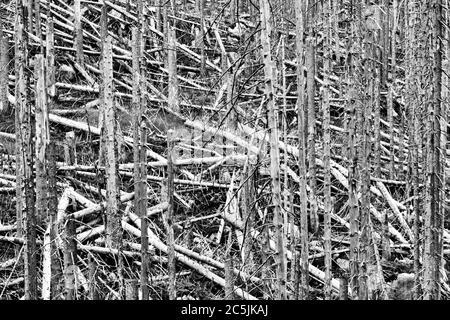 Forêt morte et détruite de spruces dans la résine au bord du Brocken, noir et blanc, contraste dur Banque D'Images