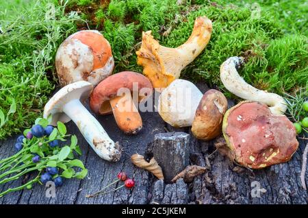 Fruits sauvages et variété de champignons comestibles dans une mousse sur une table en bois de grunge Banque D'Images