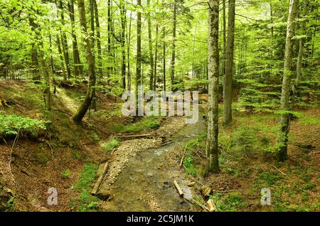 Mountain creek traverse une forêt de hêtres primitifs à la fin du printemps Banque D'Images