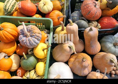 Citrouilles et citrouilles récolte d'automne Banque D'Images