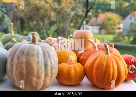 Collection de citrouilles dans le jardin. Récolte d'octobre saisonnière en automne Banque D'Images