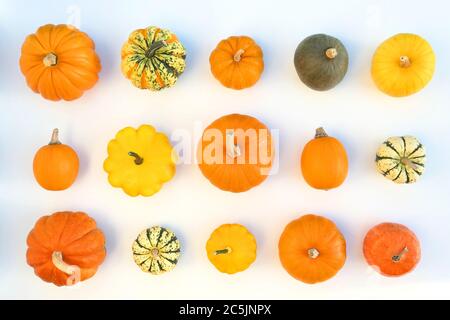 Citrouilles et escashes. Décoration nourriture automne plat poser fond. Banque D'Images