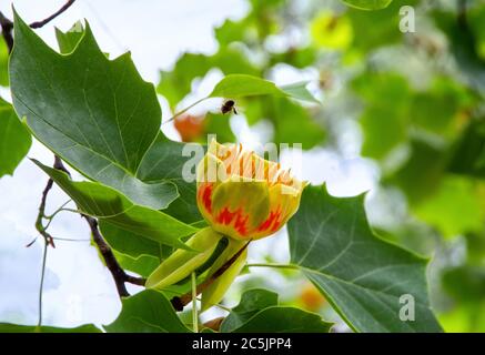 Fleur Liriodendron tulipifera (tulipe, tulipe américaine, tulipe, tulipe, peuplier tulipe, bois blanc, violon, peuplier jaune) Banque D'Images