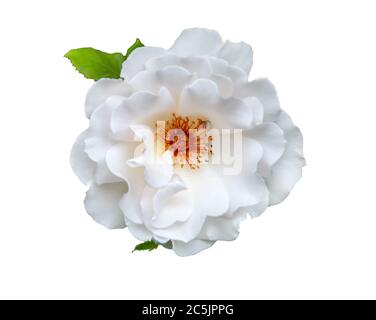 Vue de dessus sur une rose en fleur blanche isolée sur fond blanc Banque D'Images