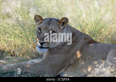 Botswana : Une lionne couchée dans l'herbe du Kalahari Banque D'Images