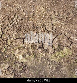 Fond de terre fissuré. Sol fissuré, fissures désertiques, sol sec. Aride, sécheresse. Causée par le réchauffement de la planète et la déforestation. Banque D'Images