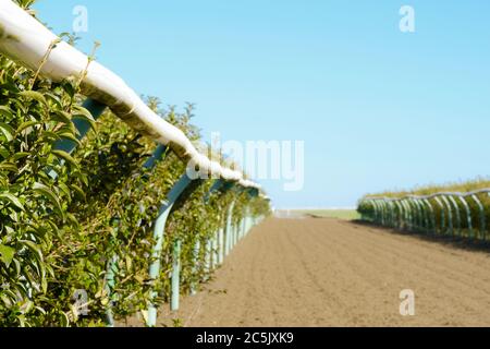 Un petit foyer de clôtures tubulaires légères vues sur une piste de course professionnelle. La piste souple a été mise en rack depuis la dernière course. Banque D'Images