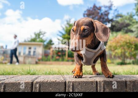 Portrait d'un chiot cachshund à poil court portant un harnais. Elle est dans un jardin et est vue au niveau des yeux. Une personne méconnaissable est en état de f Banque D'Images