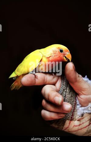 Agapornis sur la main bandée. Banque D'Images