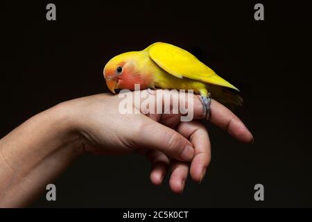 Agaponis (oiseau de love) perché sur la main de la femme. Banque D'Images