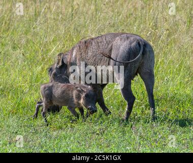 Parthog commun (Phacochoerus africanus) avec un bébé porcelet, réserve nationale de Masai Mara, Kenya, Afrique Banque D'Images