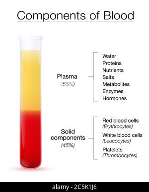 Infographie sur les composants du sang. Tube à essai avec plasma centrifugé et composants solides - les globules rouges et blancs et les plaquettes. Banque D'Images