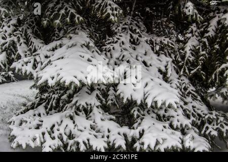 Branches d'arbre de noël sous la neige. Arrière-plan de l'arbre de noël. Banque D'Images