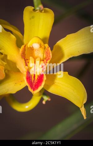 Orchidées Cymbidium jaune dans le jardin d'orchidées Banque D'Images