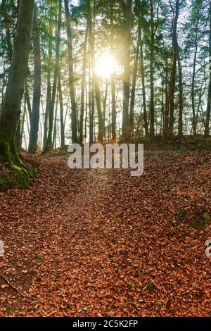 Soleil de fin d'après-midi qui brille à travers les arbres dans une forêt Banque D'Images