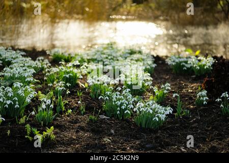 Un petit foyer de fleurs de neige à proximité vu en pleine floraison dans un parc public. Il y a une abondance de gouttes de neige hors foyer dans la distance. Banque D'Images