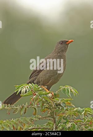 Great Thrush (Turdus fuscater gigas) adult perched on top of bush  Bogota, Colombia            November Stock Photo