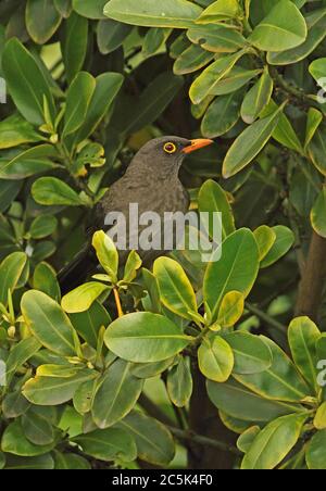 Great Thrush (Turdus fuscater gigas) adult perched in bush  Bogota, Colombia            November Stock Photo