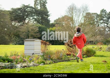 Un jeune enfant a été vu courir dans un grand parc public et une pelouse. Une ruche en bois unique est visible, faisant partie d'un programme de durabilité de la nature. Banque D'Images