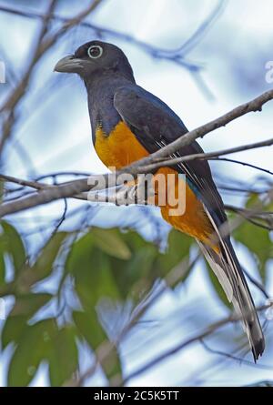 Green-backed Trogon (Trogon viridis) adult male perched on branch  Cano Culebra, Inirida, Colombia            November Stock Photo