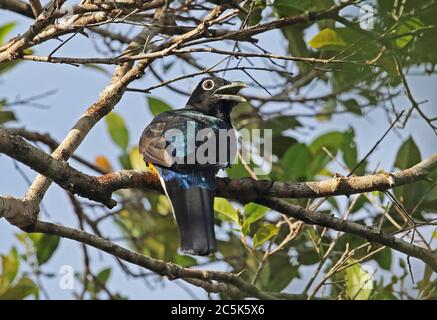 Green-backed Trogon (Trogon viridis) adult male perched on branch panting  Cano Culebra, Inirida, Colombia            November Stock Photo