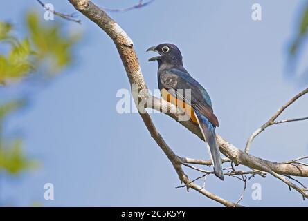 Green-backed Trogon (Trogon viridis) adult male perched on branch panting  Cano Culebra, Inirida, Colombia            November Stock Photo