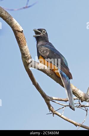 Green-backed Trogon (Trogon viridis) adult male perched on branch panting  Cano Culebra, Inirida, Colombia            November Stock Photo